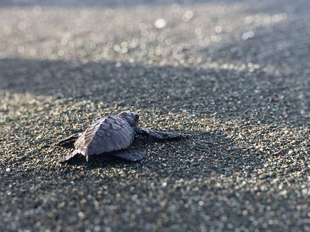 Tartaruga grigia e marrone sulla sabbia grigia durante il giorno puzzle online