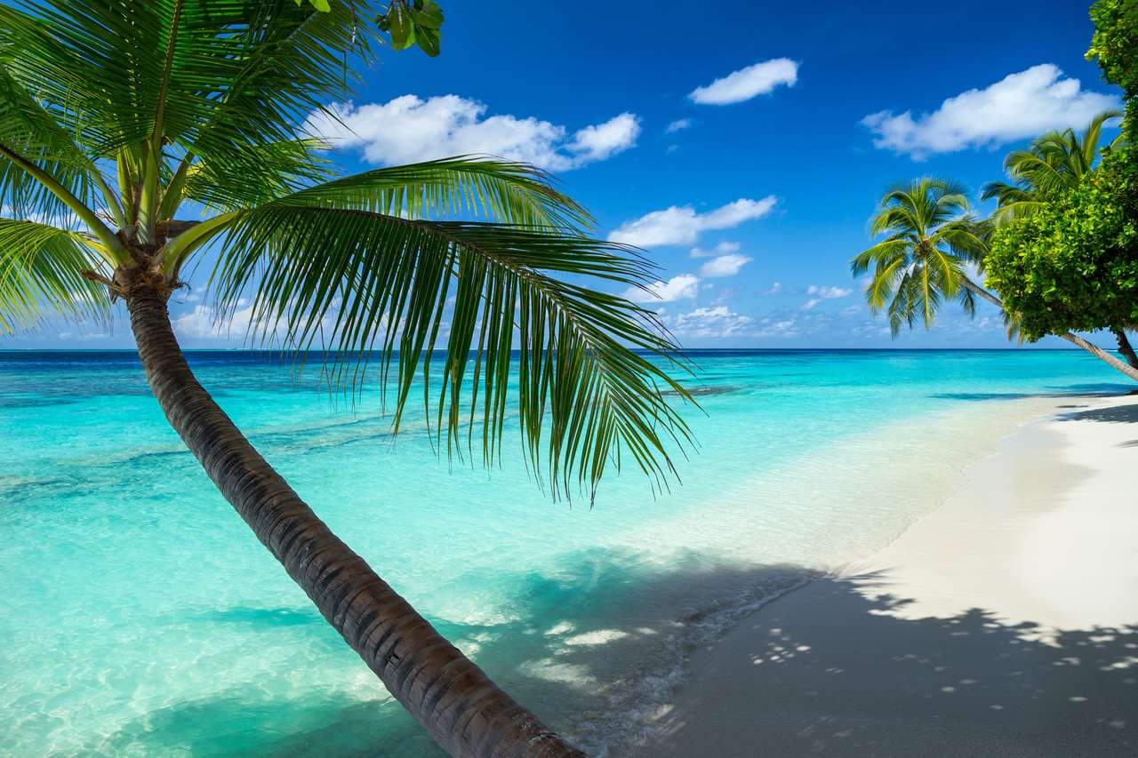 Palme di Coco sulla spiaggia di paradiso puzzle online