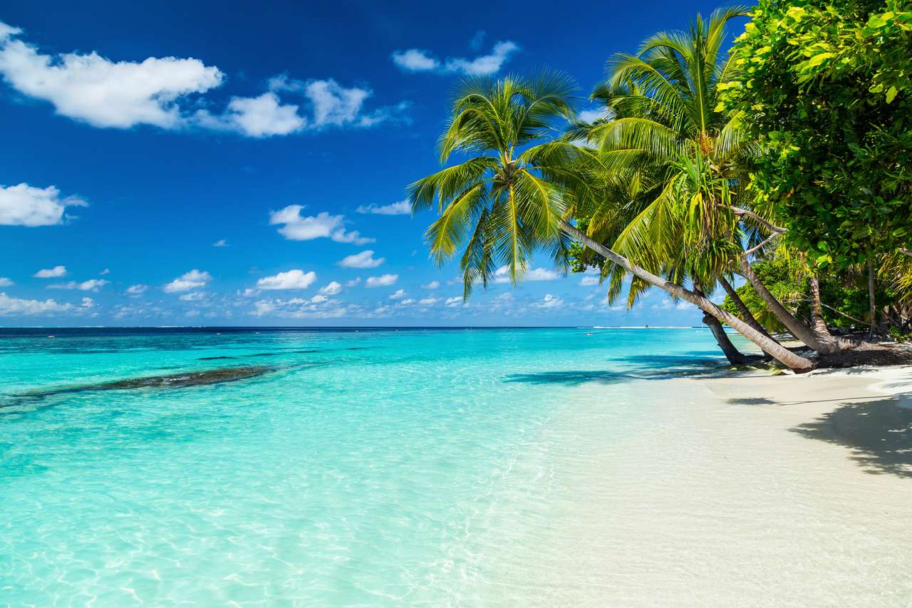 кокосовые пальмы на райском пляже онлайн-пазл