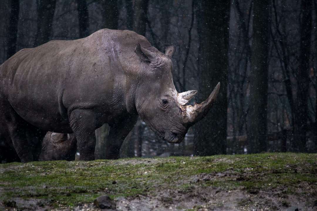 Rinoceronte grigio in piedi. puzzle online