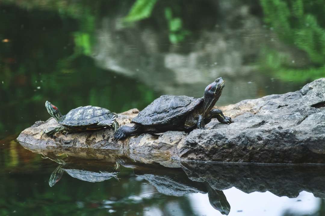 Två svarta sköldpaddor Pussel online