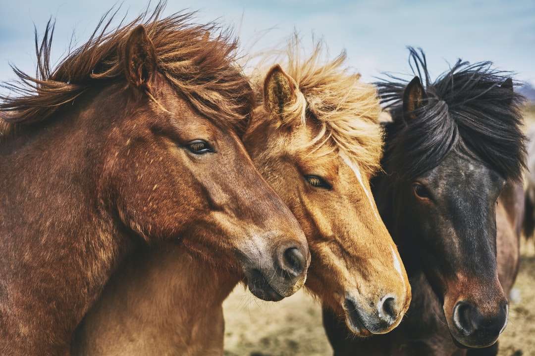 Fotografia de foco seletivo de cavalos quebra-cabeças online