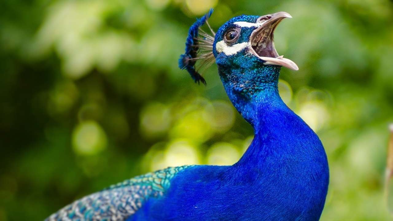 Blå påfågel pussel på nätet
