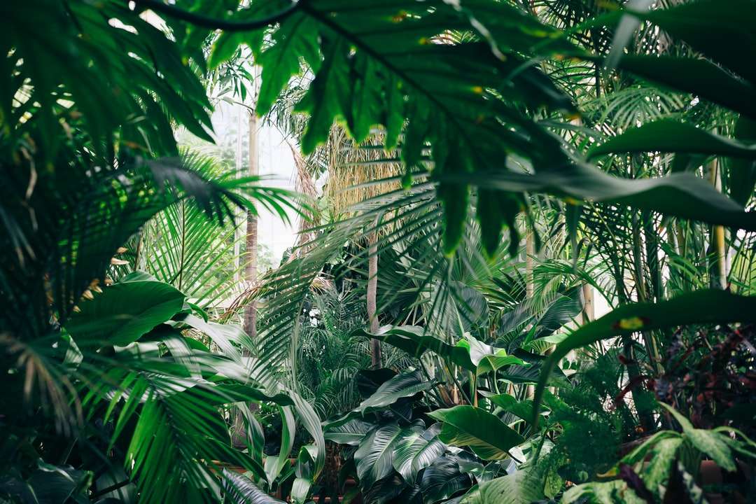 zona acoperită cu plante cu frunze verzi puzzle online