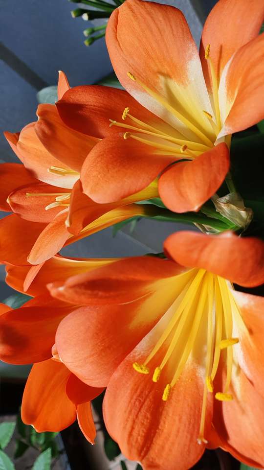 Кливия цветок пазл онлайн