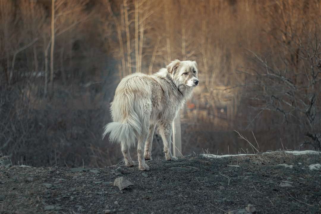 Fehér és barna farkas sétál a piszkos földön napközben kirakós online