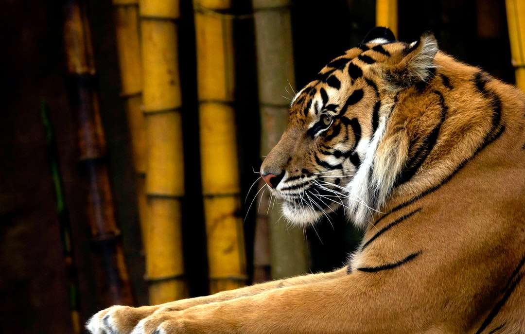 Hnědý tygr vedle bambusových stromů skládačky online