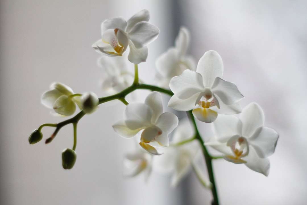 O orhidee de molii albe puzzle online