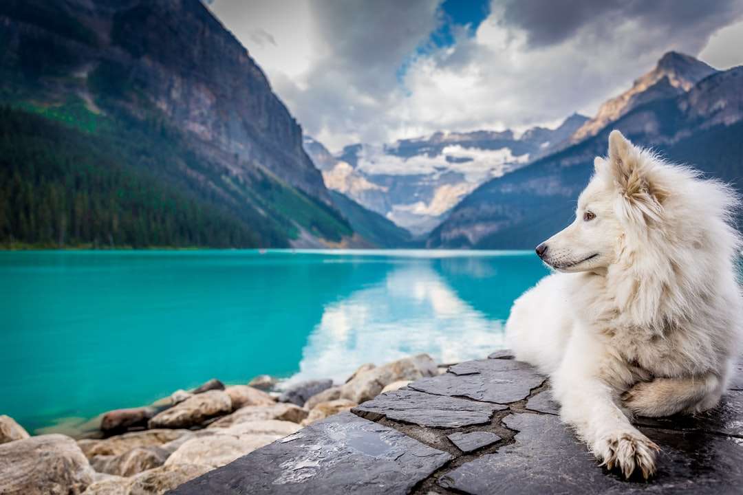 Бяло куче седи на скално образуване онлайн пъзел