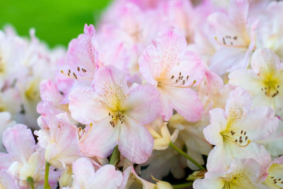 Rosa och vita kronbladade blommor i närbildsskott Pussel online