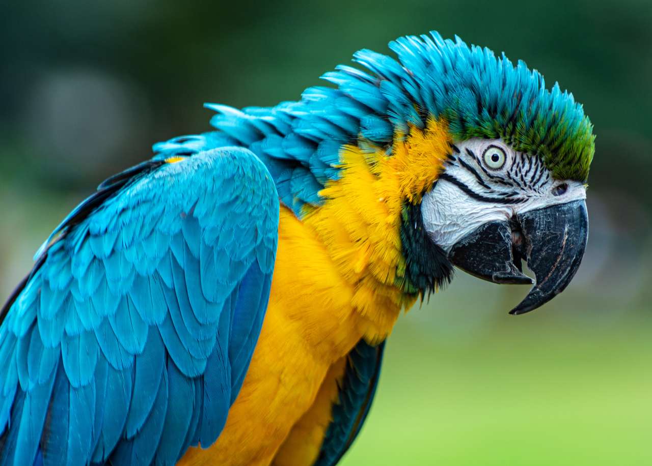 Papegoja blå gul Pussel online