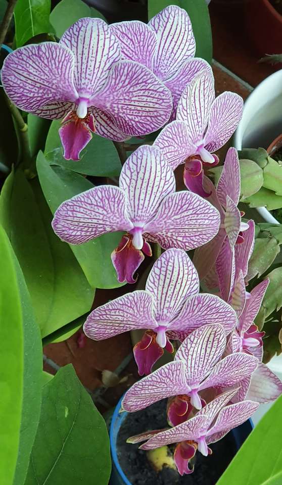 Flores da orquídea. quebra-cabeça