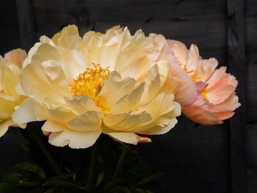 Flor branca e amarela no fim acima da fotografia quebra-cabeças online