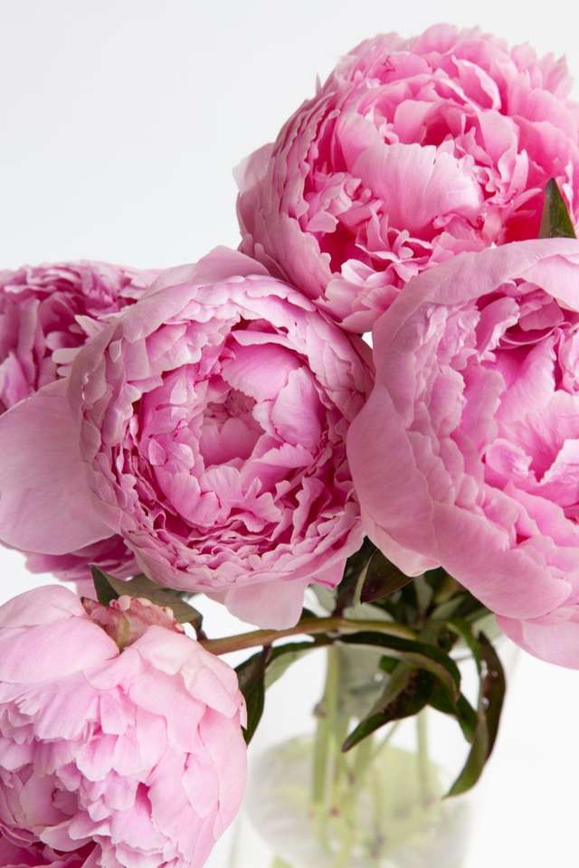 Zondagse rozen legpuzzel online