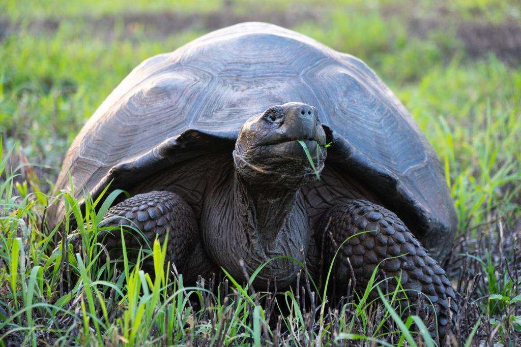 Галапагоська гігантська черепаха головоломка