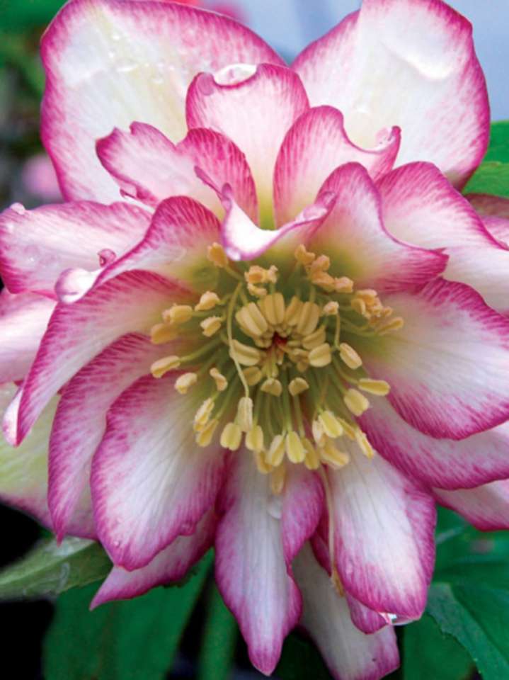 Helleborus Rose Quartz pussel på nätet