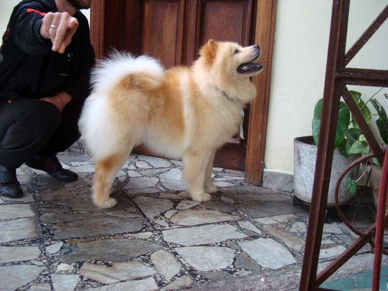 Chester meu fofo chow chow puzzle online