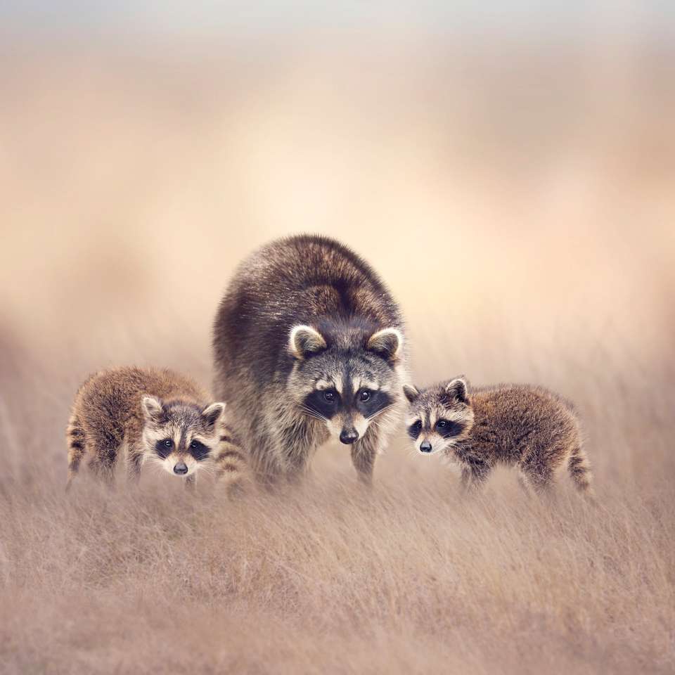 Familia de mapache en los pastizales mirando hacia fuera rompecabezas en línea