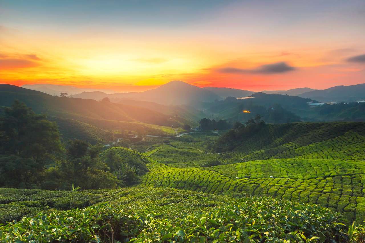 Sonnenaufgang der Teeplantage in Cameron Highland, Malaysia. Online-Puzzle