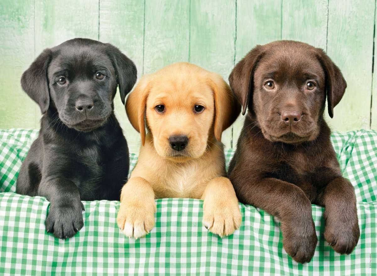 Drie honden legpuzzel online