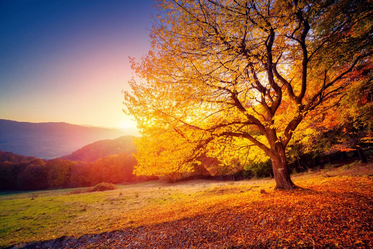 Majestic alone beech tree on a hill slope jigsaw puzzle online