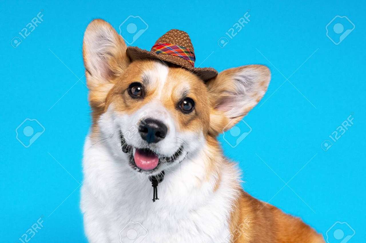帽子をかぶった子犬 ジグソーパズルオンライン