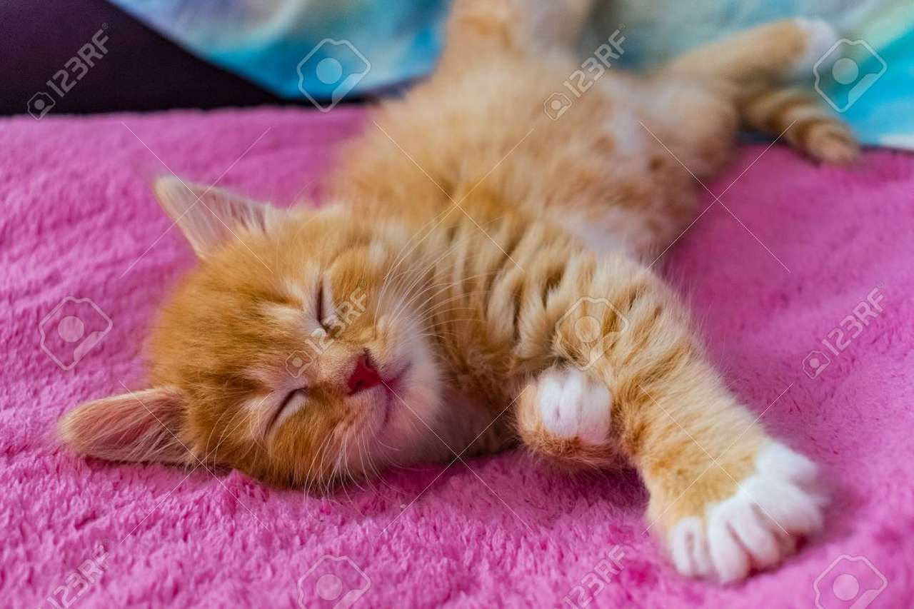 Kitty Sleeper Pussel online