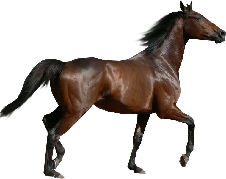 Cavalo bonita puzzle online