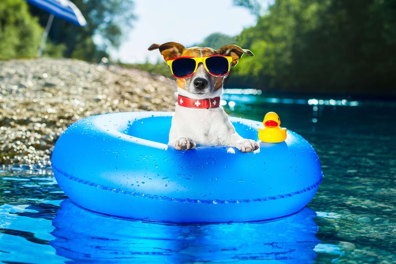 Куче на синия въздушен матрак при освежаване на водата онлайн пъзел