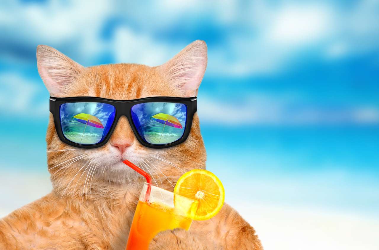 Katt som bär solglasögon avkopplande i havsbakgrunden pussel på nätet