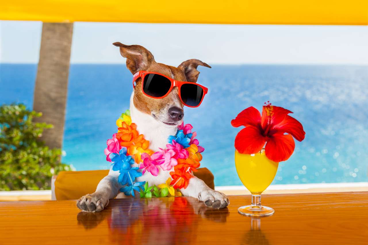 Lustige kühle Hund trinkt Cocktails an der Bar Online-Puzzle