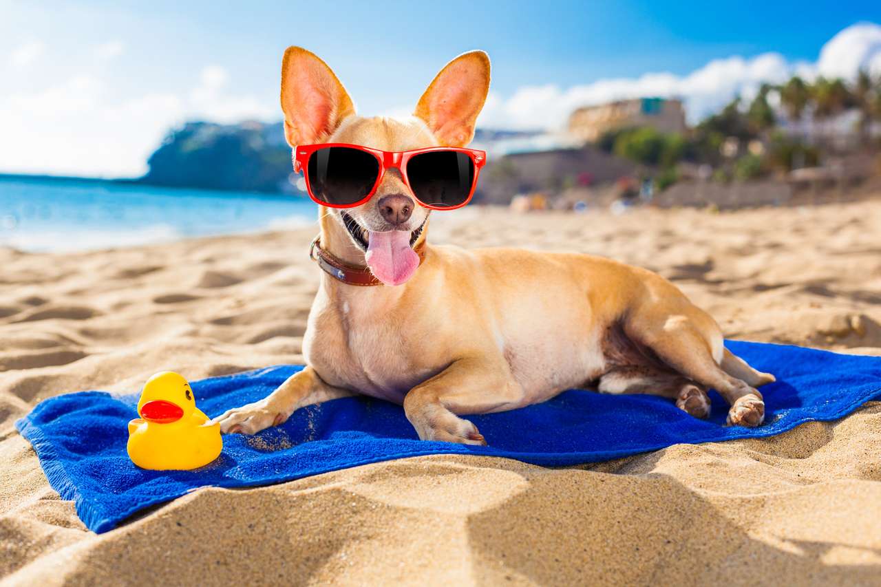 Chihuahua pes na pláži oceánu pobřeží online puzzle