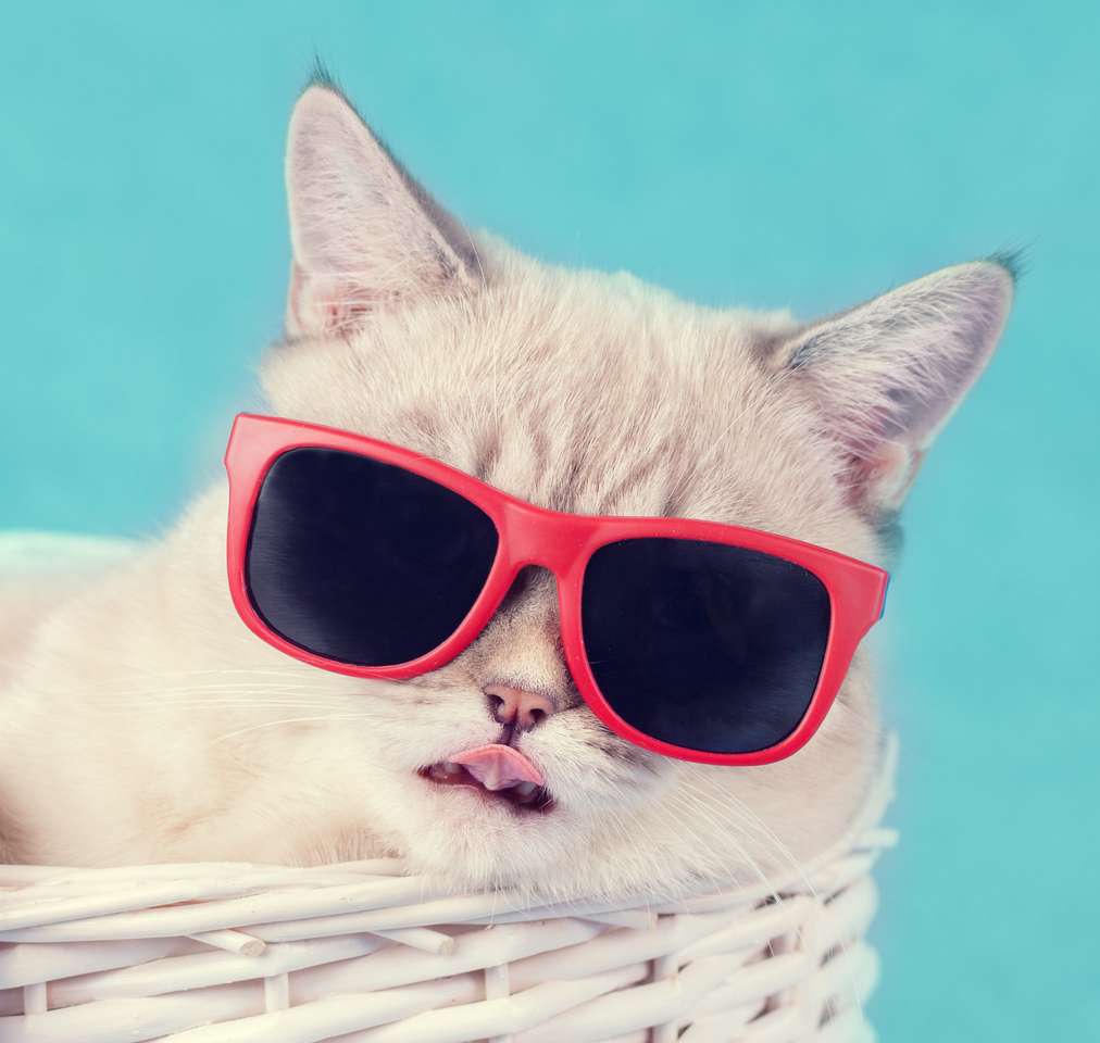 Die Katze in Sonnenbrillen in einem Korb liegend Puzzlespiel online