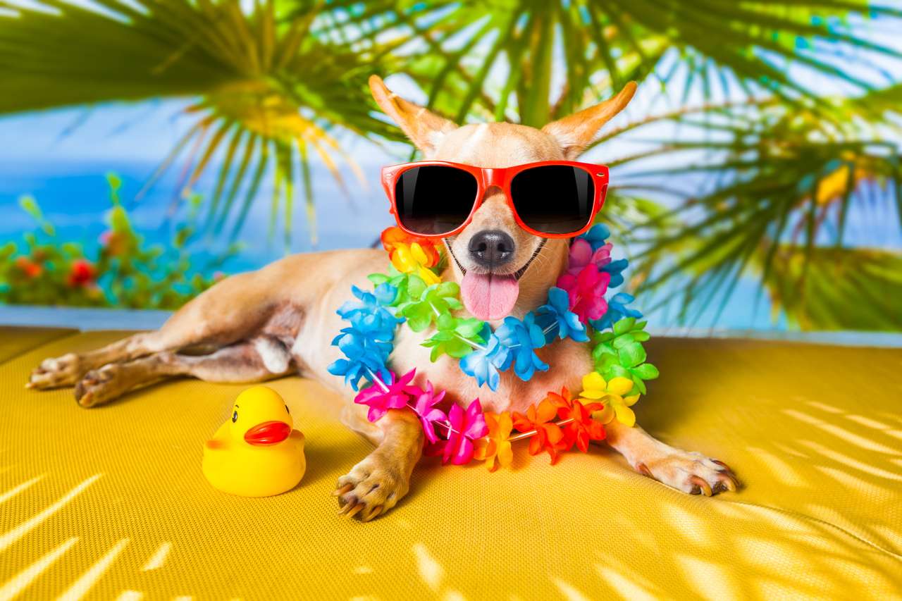 Chihuahua dog relaxing under the palm tree online puzzle