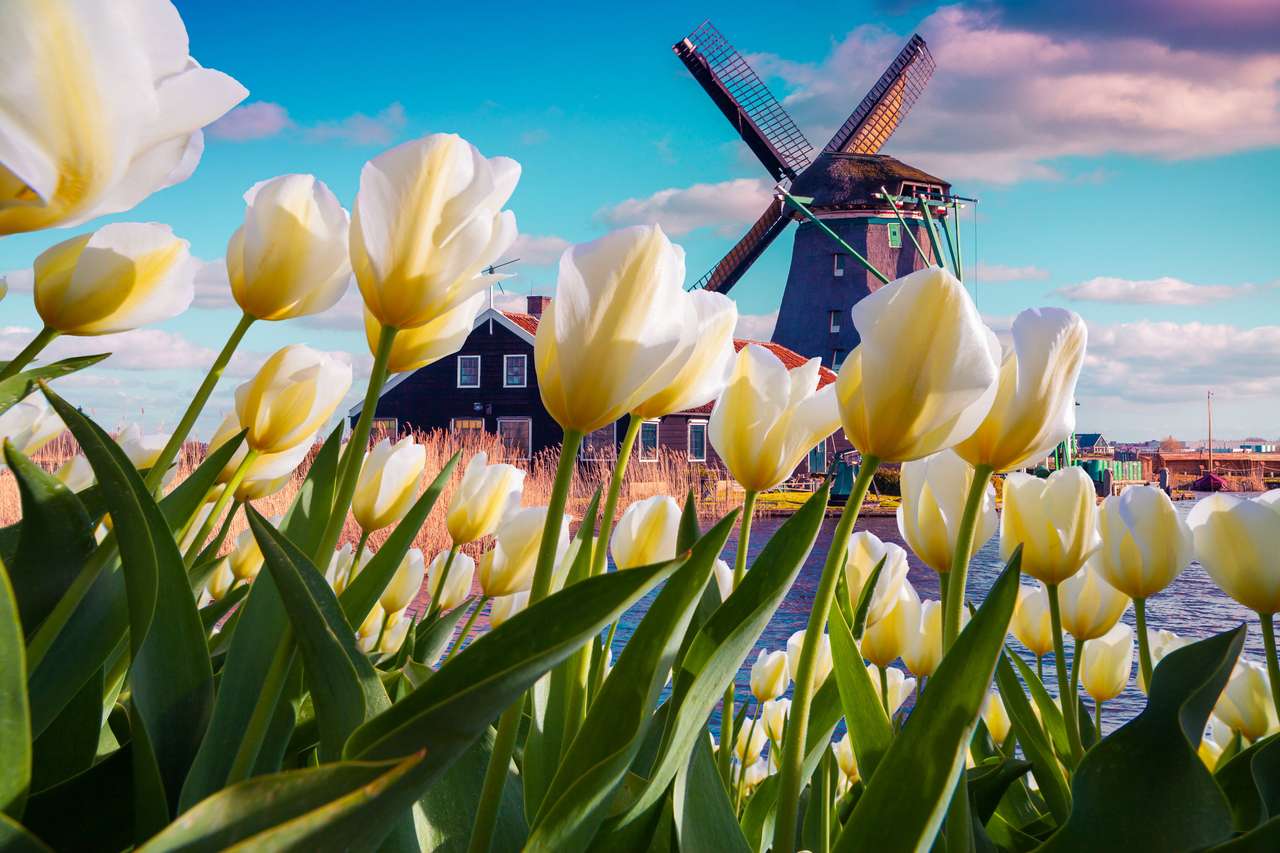 Los famosos molinos de viento holandeses entre flores de tulipanes blancos en flor rompecabezas en línea