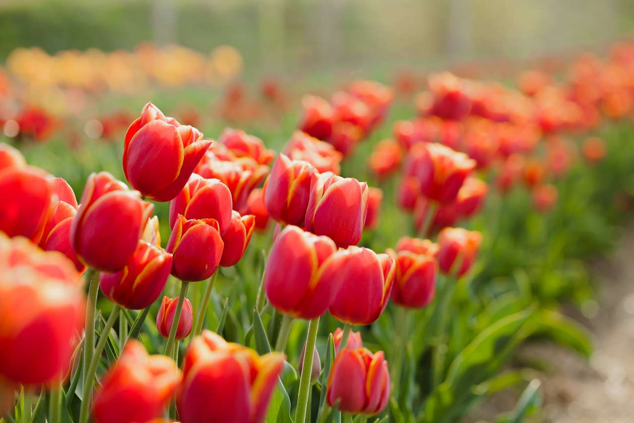 Beaux tulipes diverses sur le terrain en Hollande puzzle en ligne