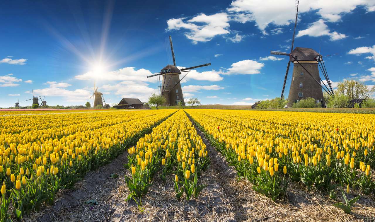 Moulin à vent avec beau champ de tulipe en Hollande. puzzle en ligne
