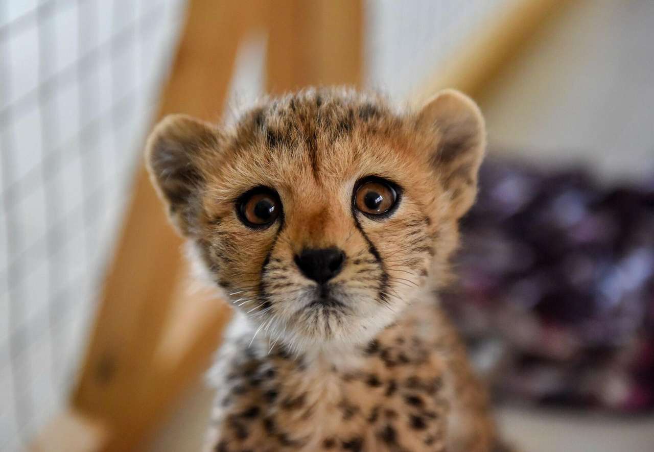 de schattige cheetah legpuzzel online