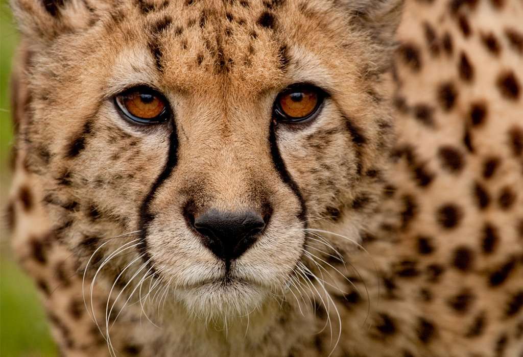 úžasný gepard online puzzle