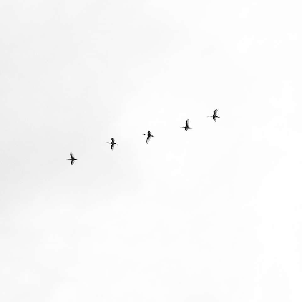 cinq oiseaux noirs volant sur le ciel puzzle en ligne