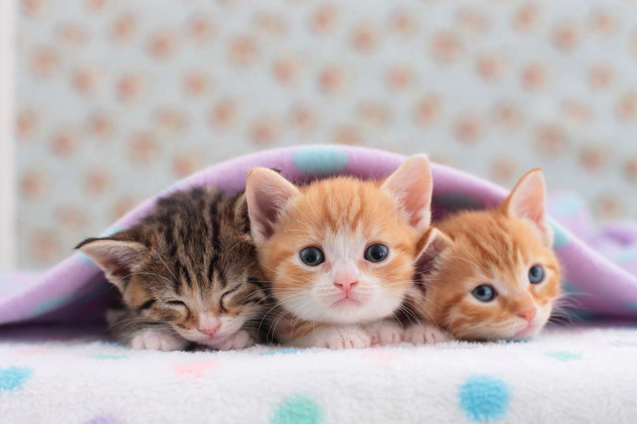 Az aranyos kiscicák kirakós online