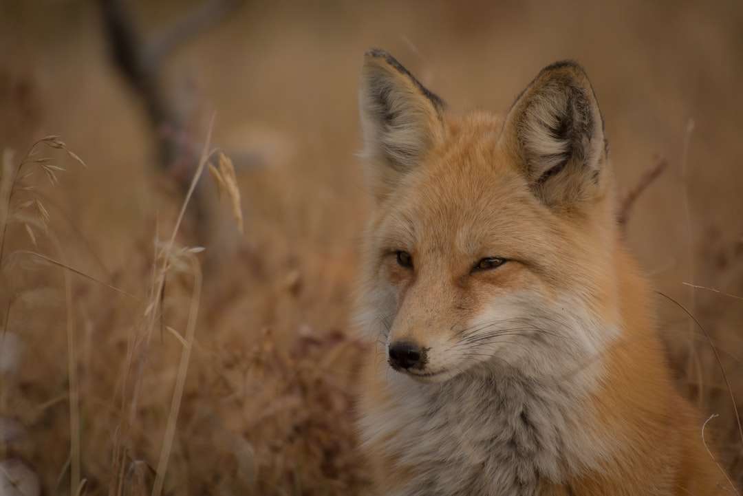 Oranje vos op grasveld legpuzzel online