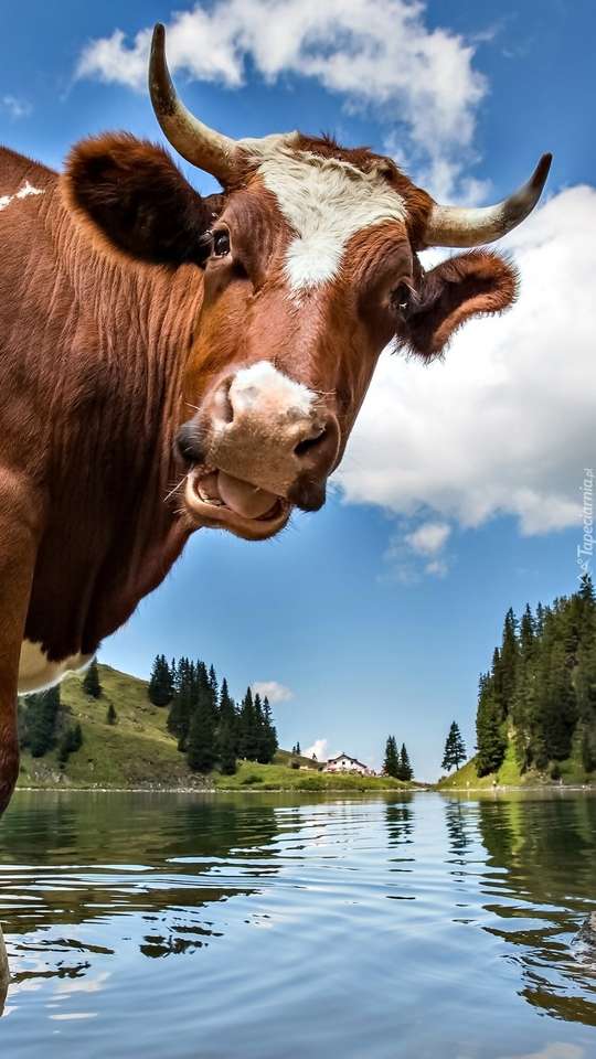 Корова на воде пазл онлайн