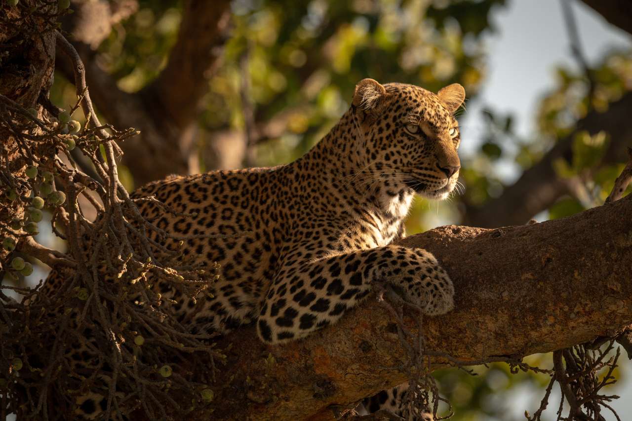 Leopard ligger med huvudet på gren pussel på nätet