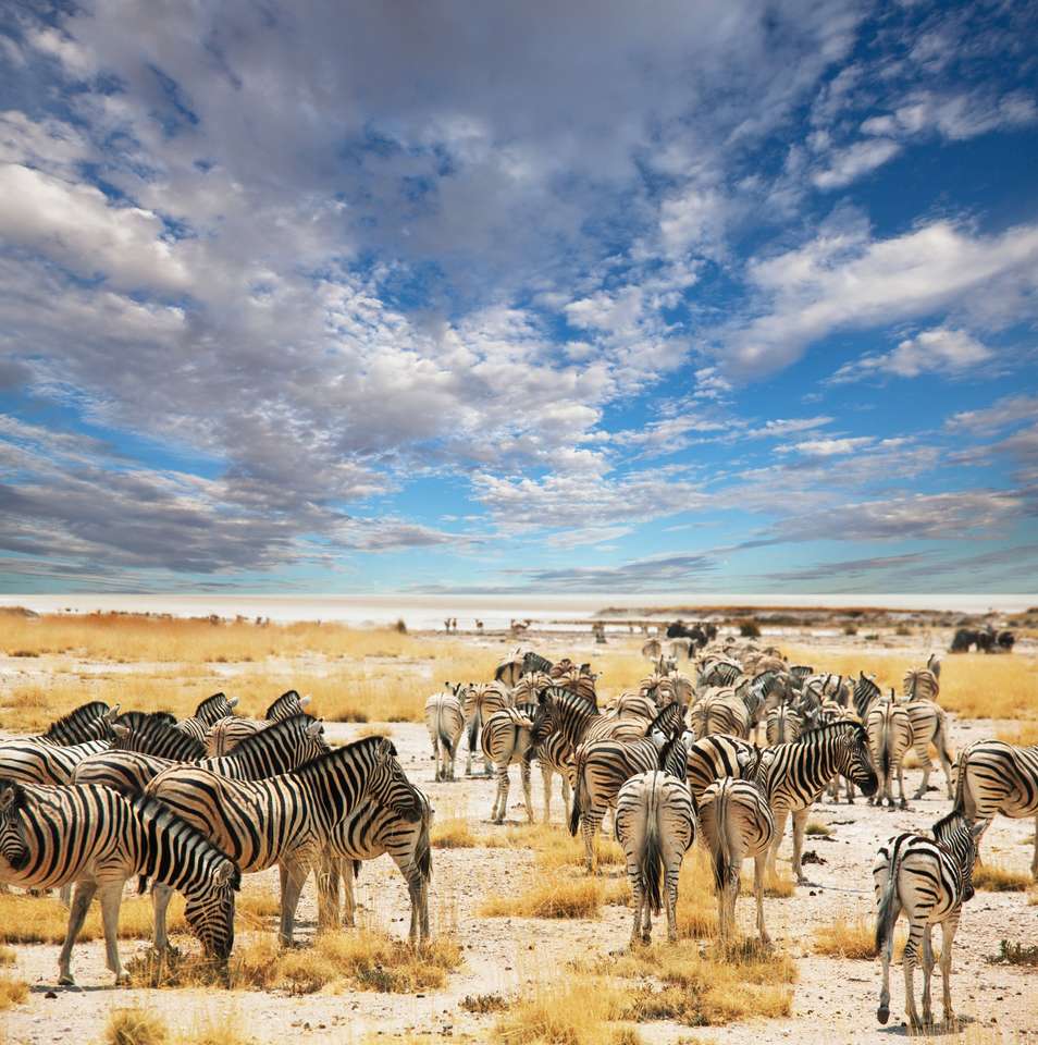 zebrák a vízfolyáson kirakós online