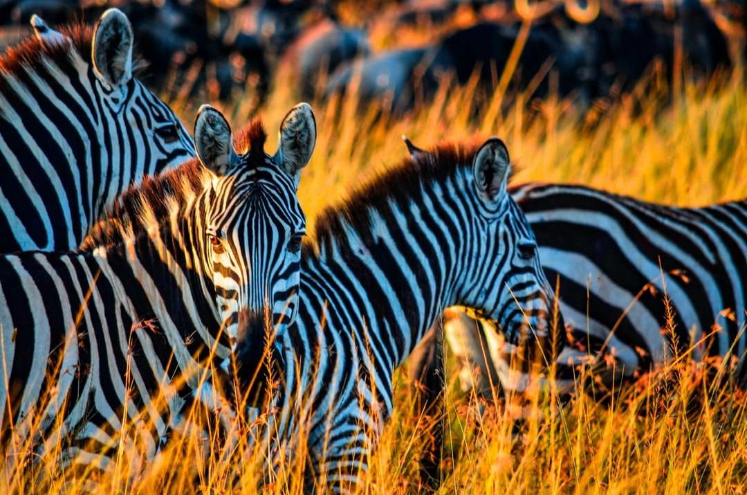 Zebra a barna fűmezőn nappaliban online puzzle