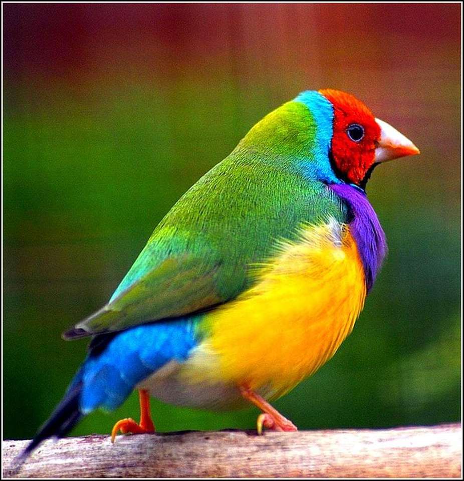Oiseau coloré puzzle en ligne