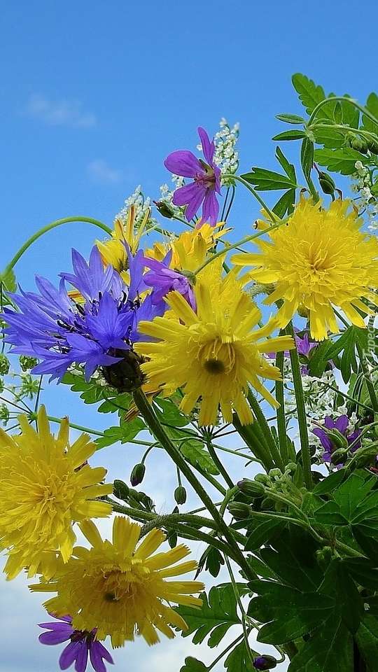 Mező virágok kirakós online