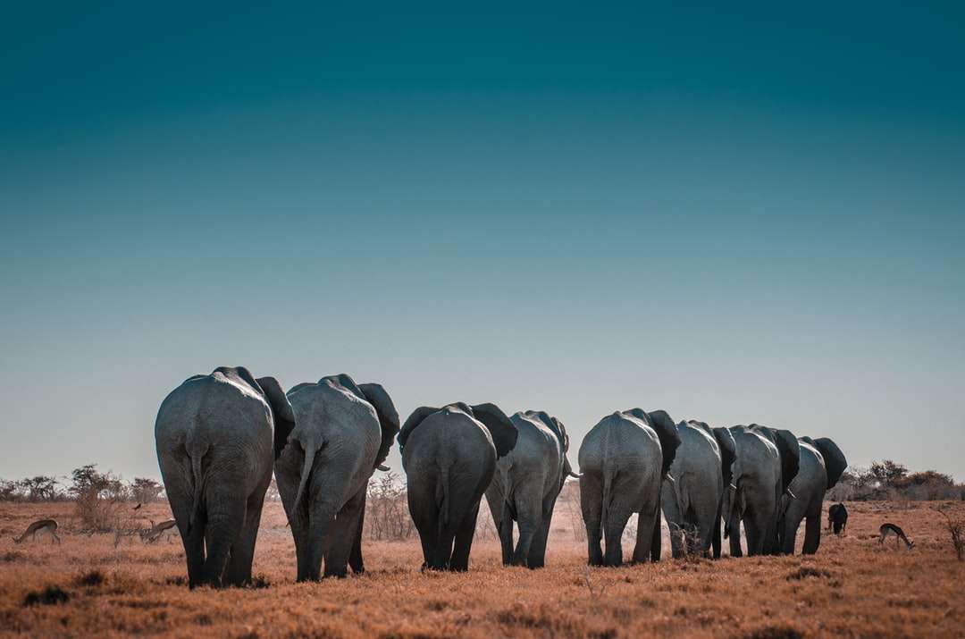 Γκρίζοι και μαύροι ελέφαντες κατά τη διάρκεια της ημέρας online παζλ