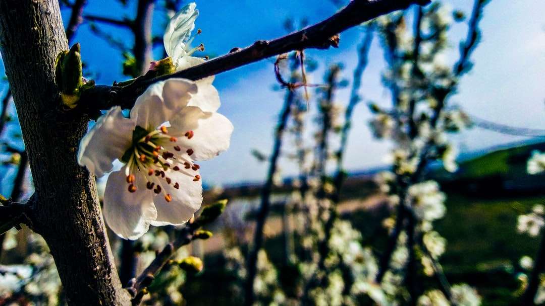 fehér cseresznyevirág virágzik nappal kirakós online